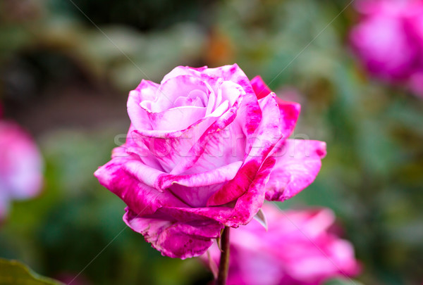 Fragrant Rose in Full Bloom Stock photo © pngstudio