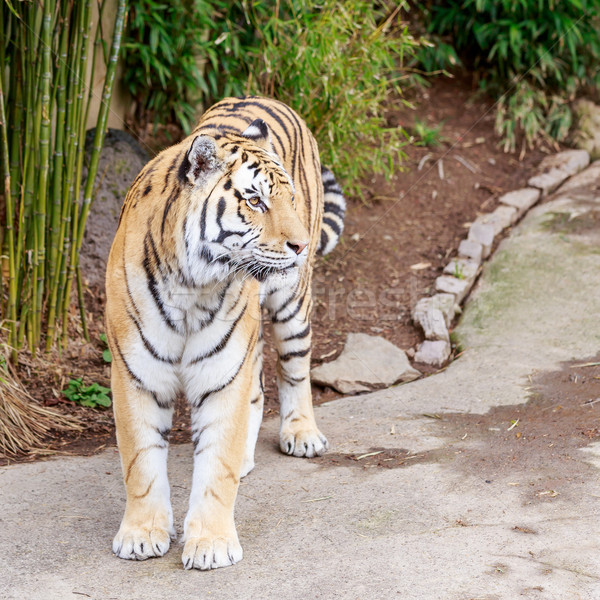 Stock photo: Amur tiger