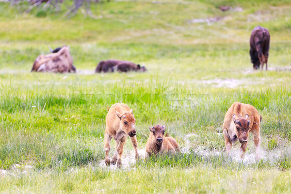 Wild Bison Calves at Yellowstone Stock photo © pngstudio