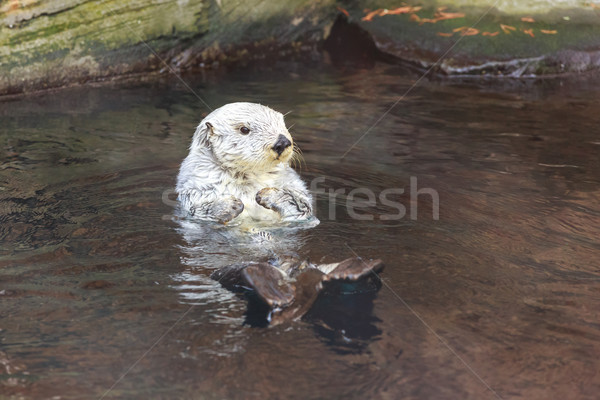 Sea Otter (Enhydra Lutris) Stock photo © pngstudio