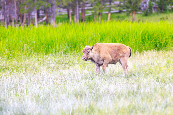 Wild Bison Calf at Yellowstone Stock photo © pngstudio