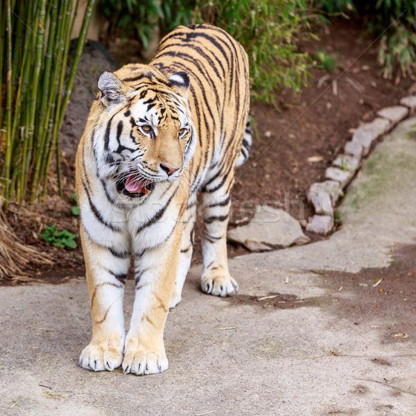 Amur tiger Stock photo © pngstudio