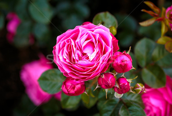 香 玫瑰 充分 盛開 華盛頓 公園 商業照片 © pngstudio