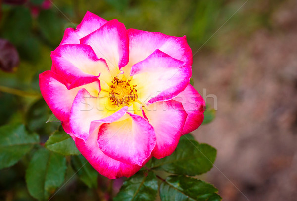 Foto stock: Fragante · aumentó · completo · florecer · Washington · parque