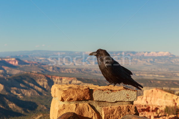 Corbeau canyon mur de pierre désert mort noir Photo stock © pngstudio