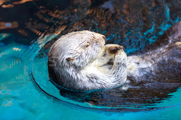 Sea Otter (Enhydra Lutris) Stock photo © pngstudio