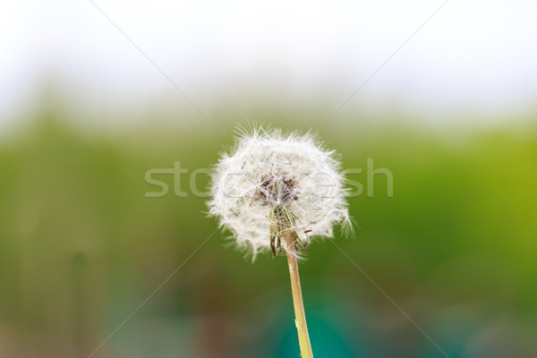 Pissenlit horizontal image fleur printemps été [[stock_photo]] © pngstudio