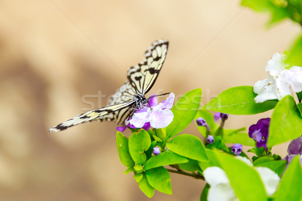 Papillon fleur Pékin jardin Photo stock © pngstudio