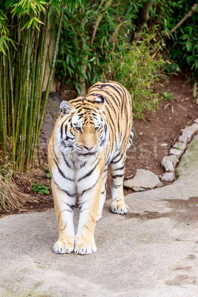 Amur tiger Stock photo © pngstudio