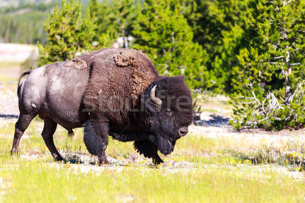 Bison adulte parc animaux extérieur Photo stock © pngstudio