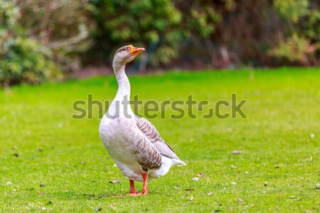 Emden goose Stock photo © pngstudio