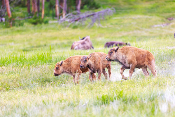 Sauvage bison marche côté Photo stock © pngstudio