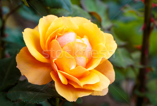 Parfumé rose plein fleurir Washington parc Photo stock © pngstudio