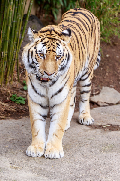 Tigre portrait carré extérieur close-up Photo stock © pngstudio