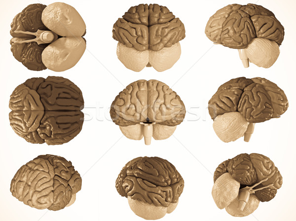 Foto stock: Cérebro · humano · modelo · cérebro · diferente · médico · ciência