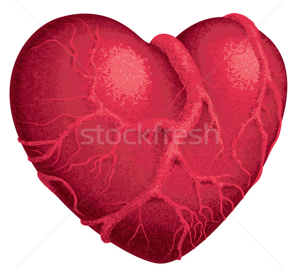 Kırmızı kalp yarım ton kalp şekli damarlar eps8 Stok fotoğraf © polygraphus