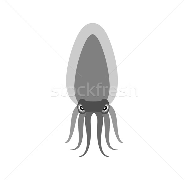 Squid on a white background. Vector illustration of a sea animal Stock photo © popaukropa