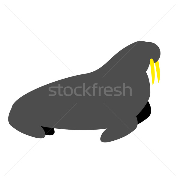 Walrus isolated. Seal on white background. Wild animal north pol Stock photo © popaukropa