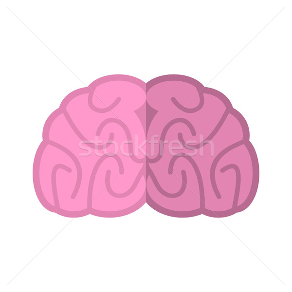 Brain isolated. Human brains on white background Stock photo © popaukropa