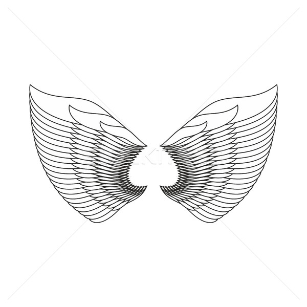 Odizolowany biały Pióro skrzydła ptaków Zdjęcia stock © popaukropa