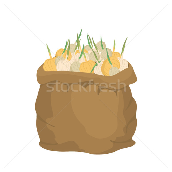 Onion Burlap bag. sack of vegetables. big crop on farm. sackful  Stock photo © popaukropa