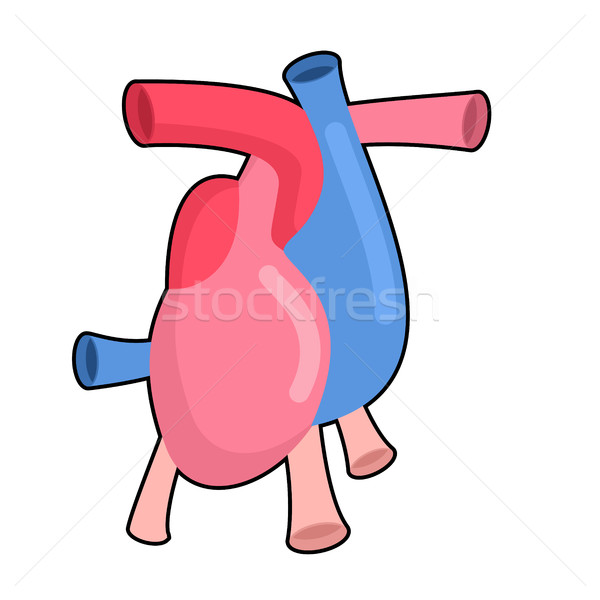 Heart anatomy body isolated. Atria and ventricles. Veins and art Stock photo © popaukropa