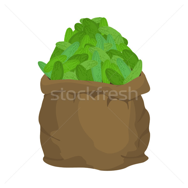 Cucumber Burlap bag. sack of vegetables. big crop on farm. sackf Stock photo © popaukropa