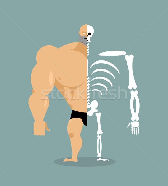 Stock fotó: Emberi · struktúra · csontváz · férfiak · építkezés · atléta