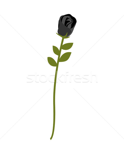 Fekete rózsa izolált ritka sötét virág Stock fotó © popaukropa