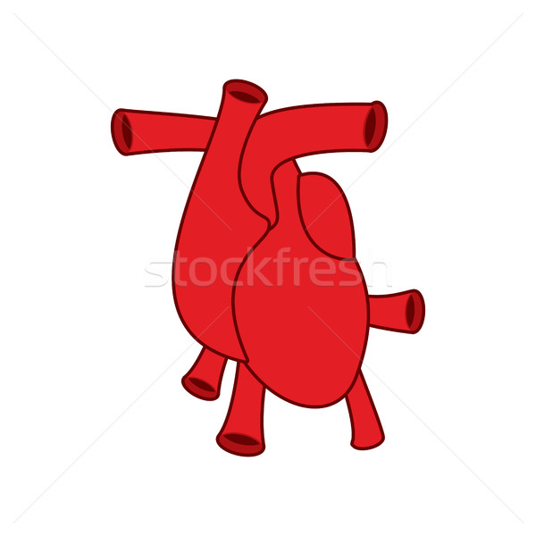 Heart anatomy icon Atria and ventricles. Veins and arteries.   Stock photo © popaukropa
