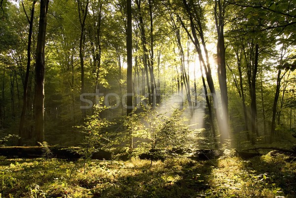 Sabah güneş orman ağaç ışık yaprak Stok fotoğraf © Pozn