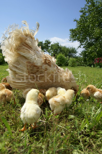 Tavuk et sevmek çim doğa çocuk Stok fotoğraf © Pozn