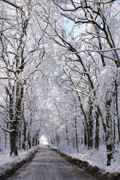 Kış ağaçlar ağaç ahşap gün batımı manzara Stok fotoğraf © Pozn