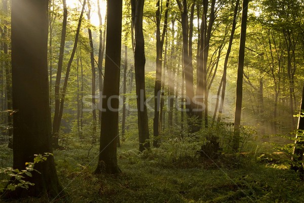 Sabah orman güneş ağaç yaprak arka plan Stok fotoğraf © Pozn