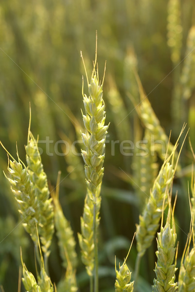 Kulaklar buğday yaz ekmek tarım tohum Stok fotoğraf © Pozn
