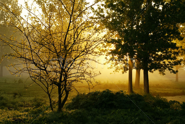 Sabah eski park bahar ahşap Stok fotoğraf © Pozn