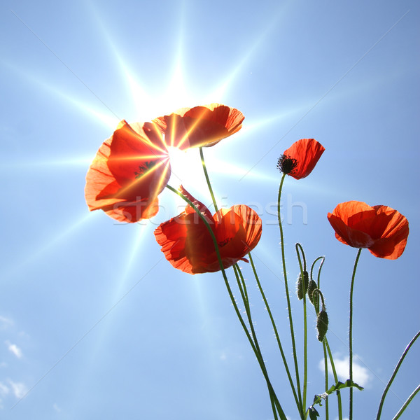 Gelincikler güneş gökyüzü çiçek çim Stok fotoğraf © Pozn