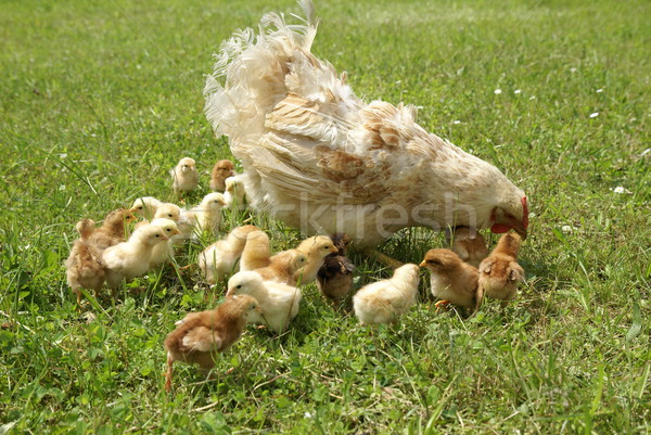 Kip jonge kuikens boom liefde gras Stockfoto © Pozn