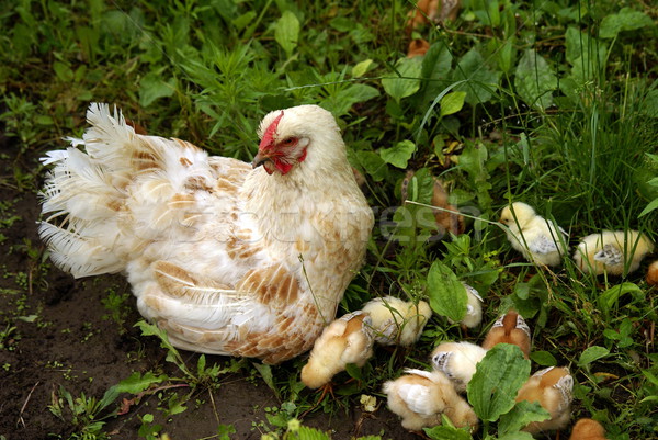 Tavuk genç sevmek çim doğa çocuk Stok fotoğraf © Pozn