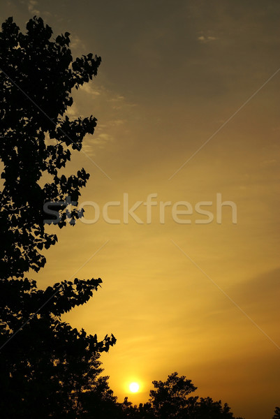 Zonsopgang bladeren bomen zon voorjaar Stockfoto © Pozn