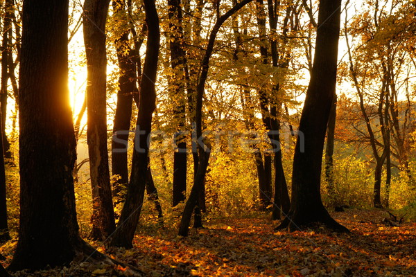 осень лес вечер трава закат природы Сток-фото © Pozn