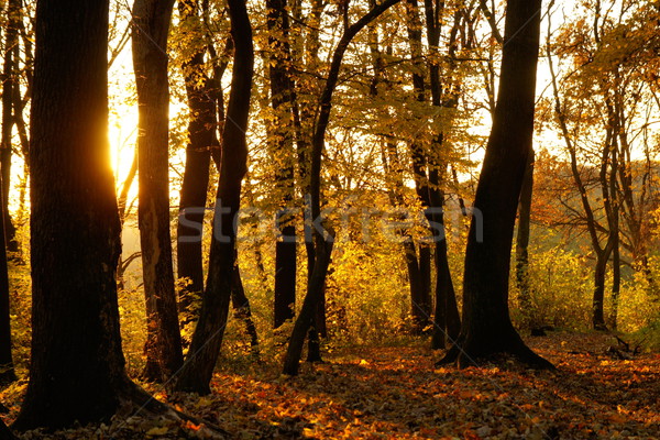 Najaar bos avond gras zonsondergang natuur Stockfoto © Pozn