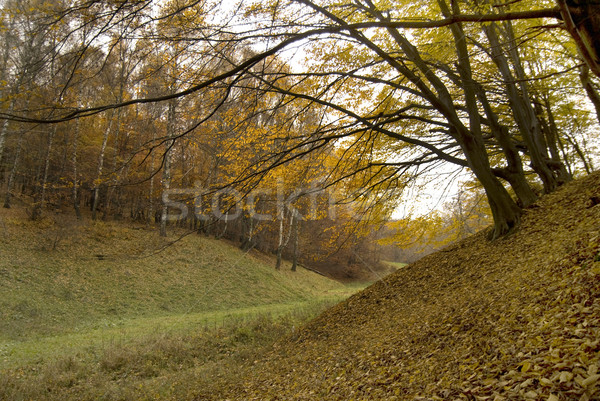 Giorno tardi autunno albero strada legno Foto d'archivio © Pozn