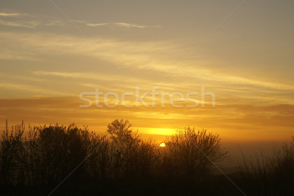 Nieuwe dag natuur verwachting voorjaar hout Stockfoto © Pozn