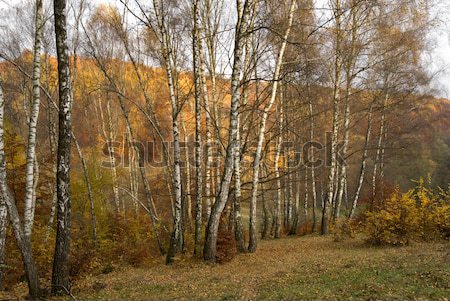 Sonbahar gün orman ağaç yol ahşap Stok fotoğraf © Pozn