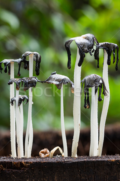 Stockfoto: Dode · champignons · macro · fotografie · dode · boom · textuur
