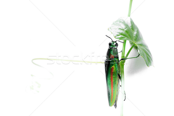 Metallico scarabeo bianco natura sfondo scienza Foto d'archivio © prajit48