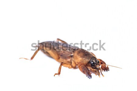 Mole cricket  Stock photo © prajit48