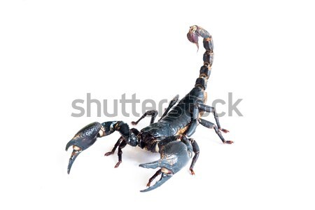 черный скорпион изолированный белый природы животного Сток-фото © prajit48