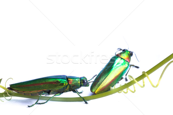 металлический жук белый природы фон науки Сток-фото © prajit48